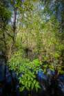 Florida. Pop ash trees growing above a flooded swamp. Art Print